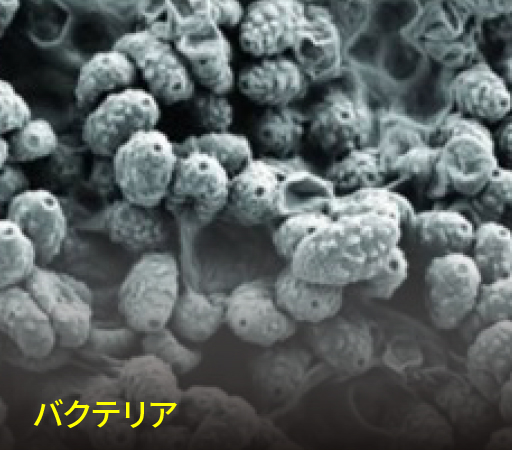 バクテリア