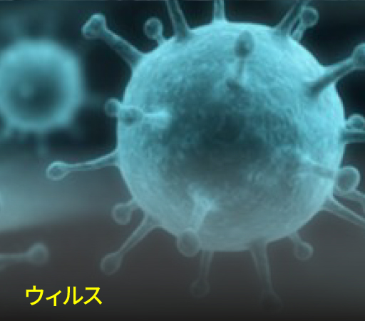 ウィルス