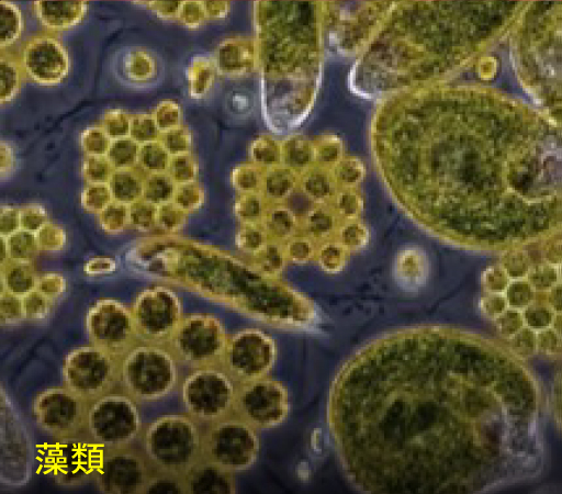 藻類