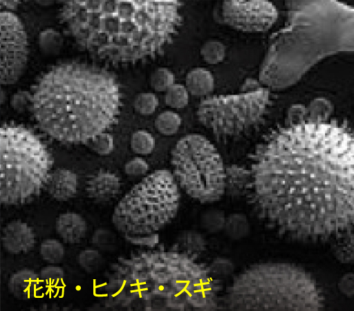 花粉・ヒノキ・スギ